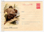 USSR Art Covers 1960 1286 Dx2  1960 03.08 Бобры. Охраняйте полезных животных! (один из конвертов с дефектом) В продаже